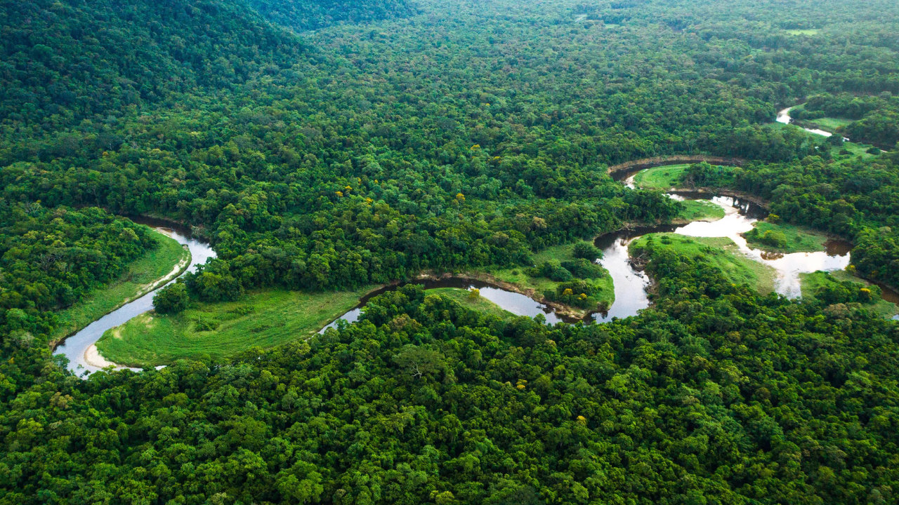 The Four Children Who Survived in the Amazon Forest